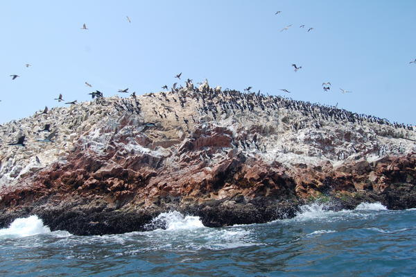 Islas Ballestas and a lot of birds :)