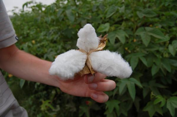 The cotton flower once old