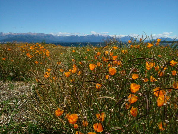 Flowers and Moutains at the lake in Bariloche