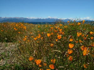 Flowers and Moutains at the lake in Bariloche
