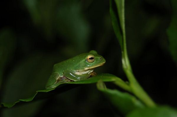 Frog on a Tea Leaf