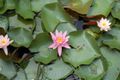 Lotus Flower on a Pond