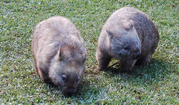 Australia zoo - Wombats
