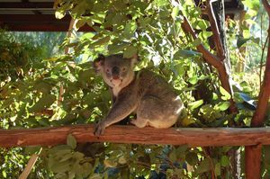 Australia zoo - Koala awake