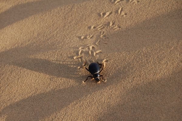 Sand Bettle