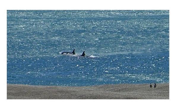 Orcas en Península Valdés