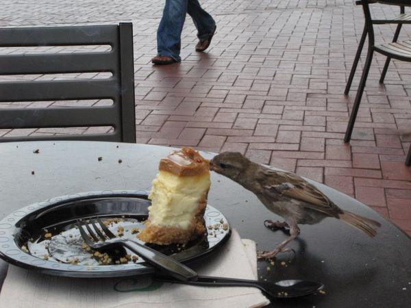 Cheesecake IS bird food!