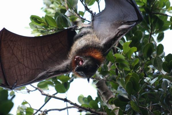 A flying fox flexing his muscles
