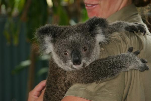 Sally the koala