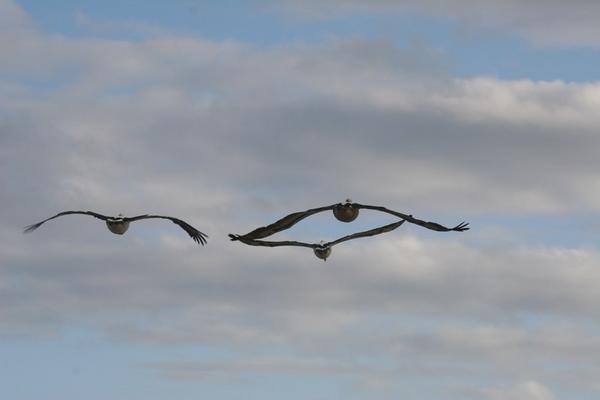 The Lennox Head pelicans taking off