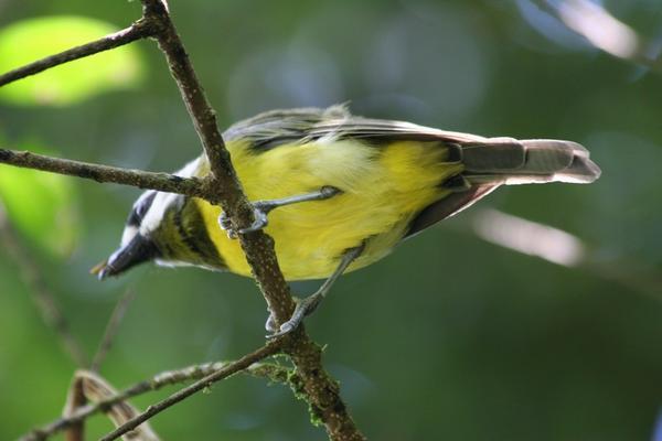 Some yellow bird in Dorrigo national park