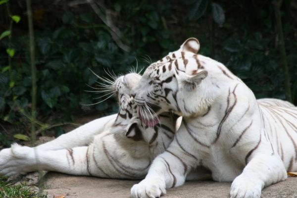 Singapore Zoo - White Tigers