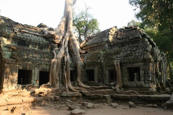 More roots at Ta Prohm