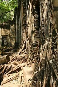 Beng Mealea's roots are a lot finer but...