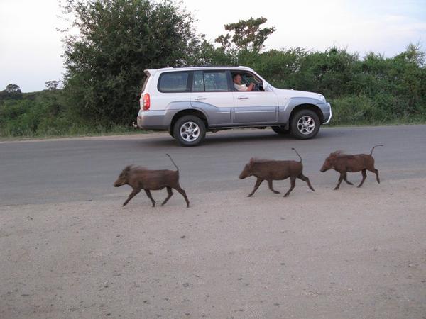 Three little piggies crossed the road...