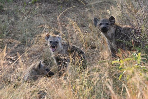 Hyena family by the side of the road