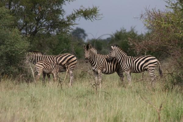 Zebras weren't that bothered about cars