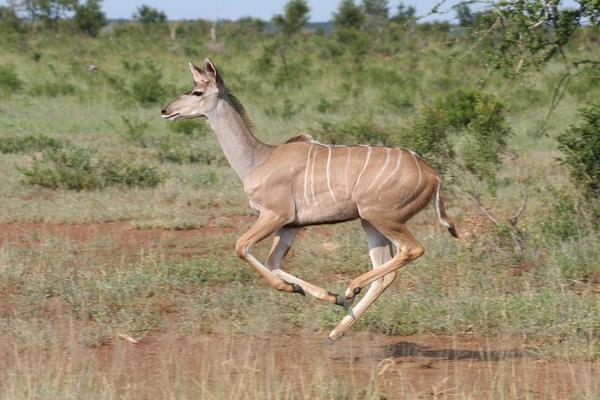 Kudu on the run