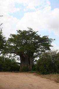 The mighty Baobab
