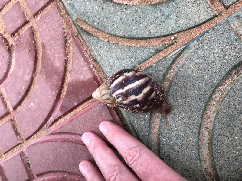 Giant land snail