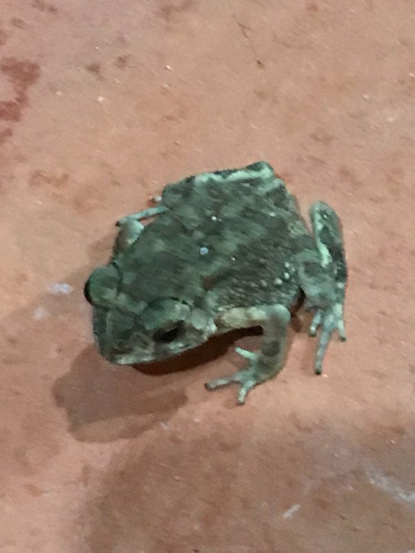 Normal frog