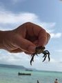 Sam catching crabs again!