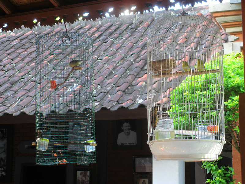 Poor birds in cages at the guesthouse