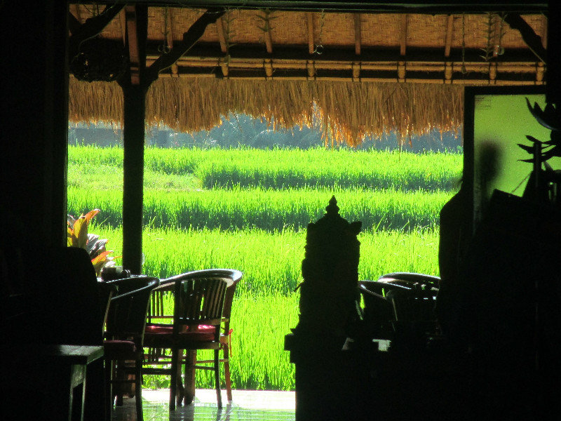 Morning sun on rice paddy