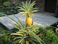 Pineapple growing!