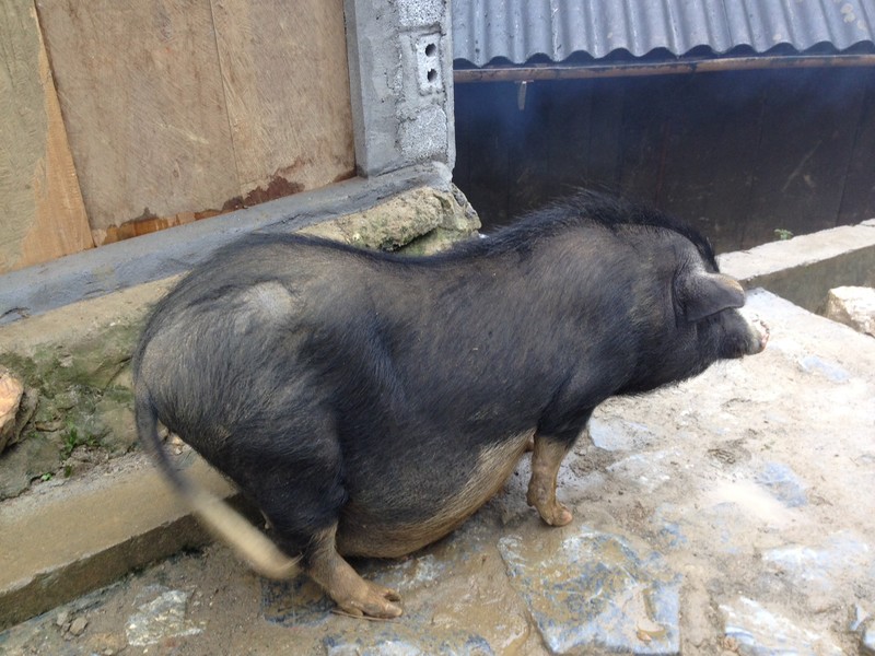 Very pregnant pig