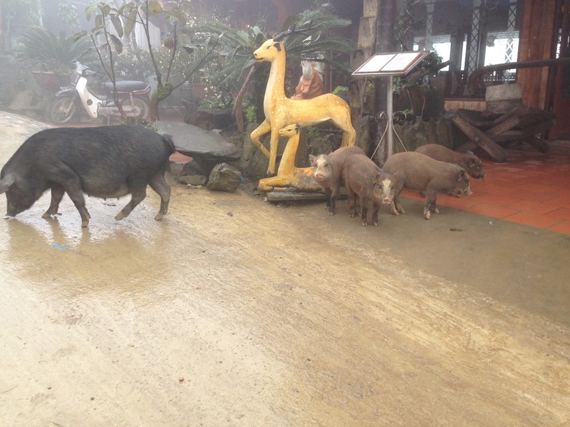 These pigs were trying to get into the hotel reception!