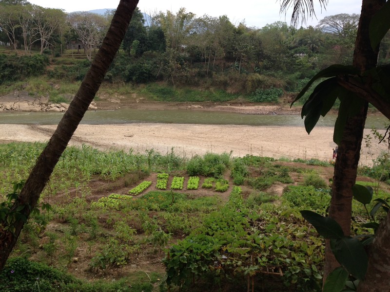 Veggie plots by the Mekong