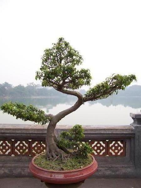 Tree by Hoan Kiem Lake 