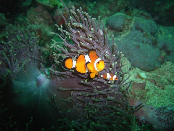 A clown fish amongst the coral, (a little nemo!)