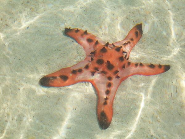 One of the many Starfish