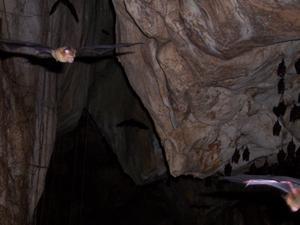 Inside the Bat Cave, (Gua Telinga)