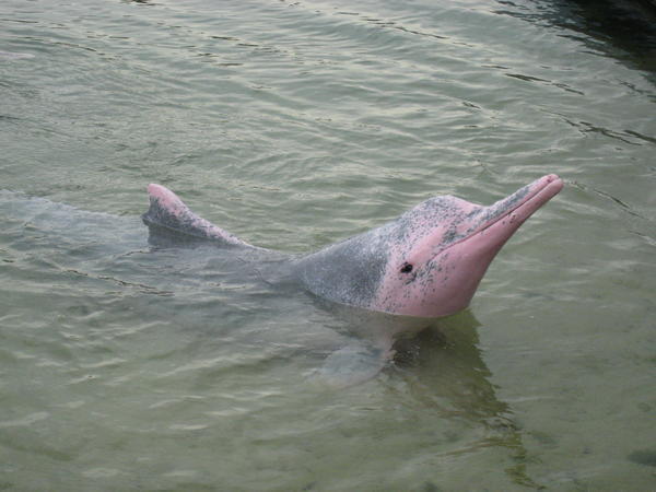 One of the Pink Dolphins