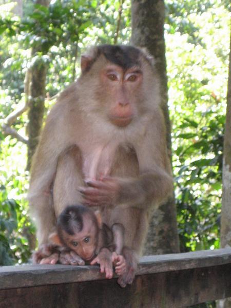 Long Tail Macaque Monkey & her baby