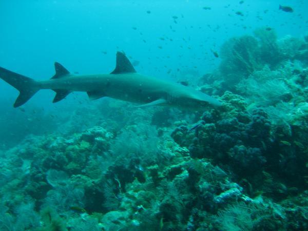 A reef shark