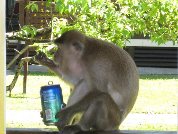 The cheeky monkey that stole Claire's Sprite