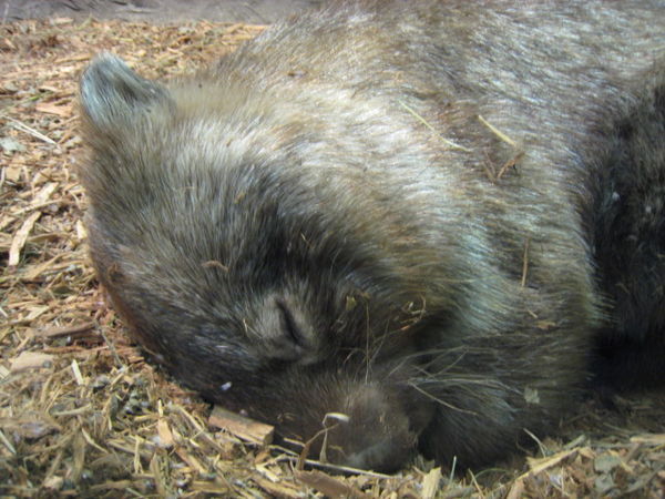 A sleeping Wombat