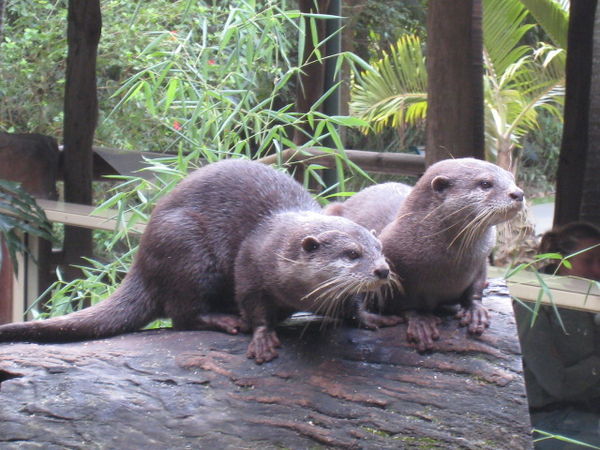 Two little Otters!