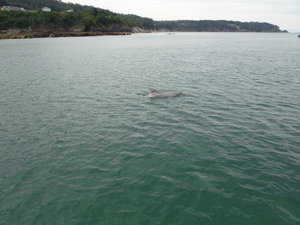 Swimming with Dolphins in Viveiro