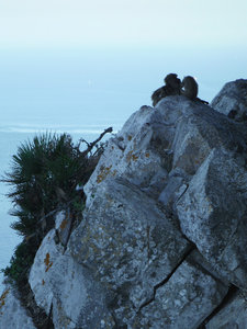 Monkeys chilling out on the rock