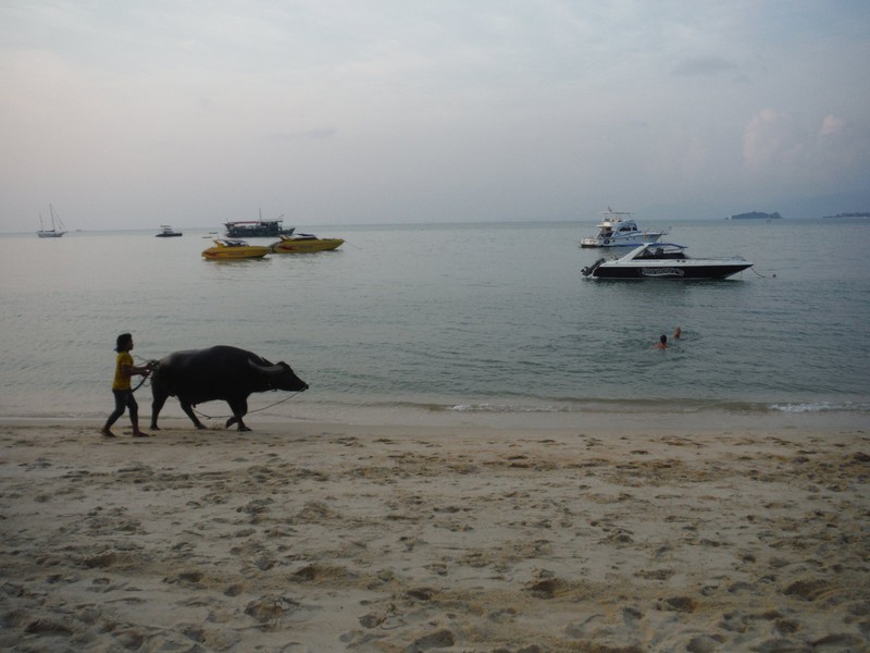A man taking a water buffalo for a walk ion the beach..