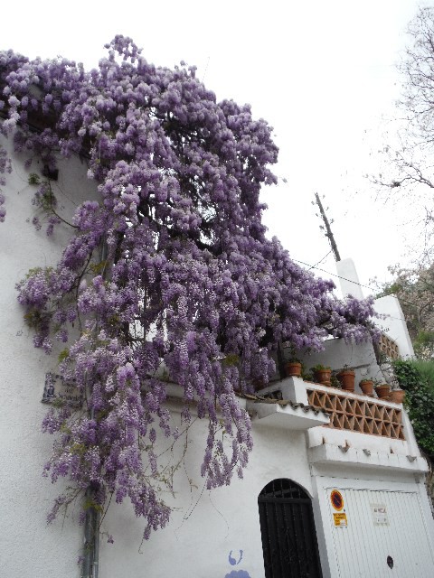 Fragrant flowers everywhere in Granada
