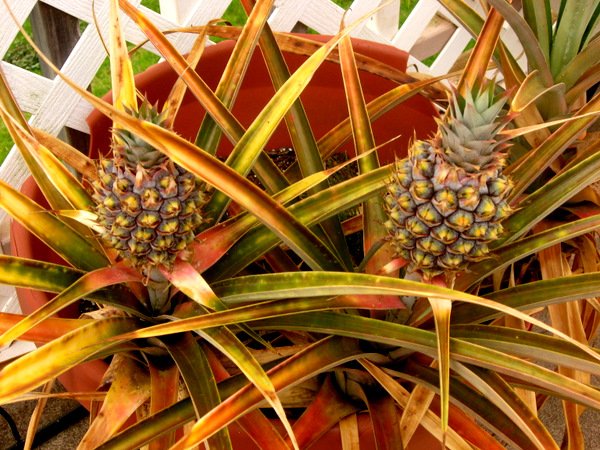 5-17-10 Hawaii Pineapple Pot