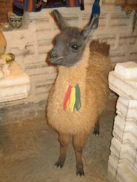  real llama