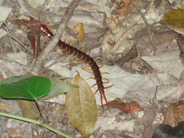 Big red centipede!