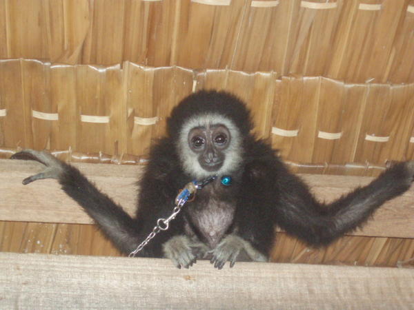The cutest pet monkey eh!